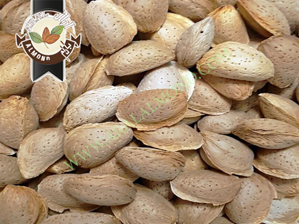 خرید بادام ربیع به صورت عمده