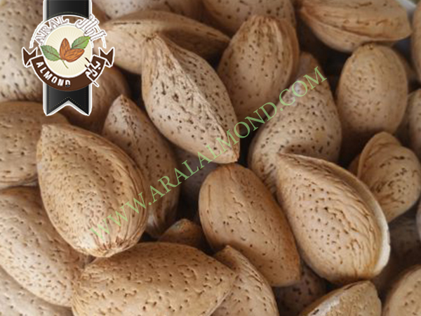 خرید بادام سنگی با قیمت مناسب