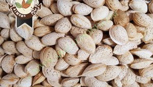 خرید بادام پوست کاغذی جهت صادرات