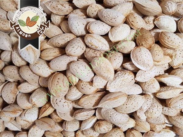 خرید بادام پوست کاغذی جهت صادرات