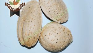 خرید بادام سنگی به صورت اینترنتی