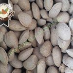 خرید و فروش بادام درختی اصفهان