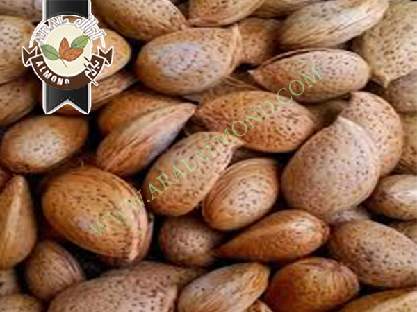 خرید بادام شاهرودی در ایران