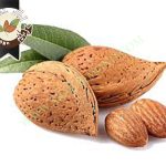 بازار خرید و فروش بادام مامایی سامان