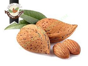 بازار خرید و فروش بادام مامایی سامان