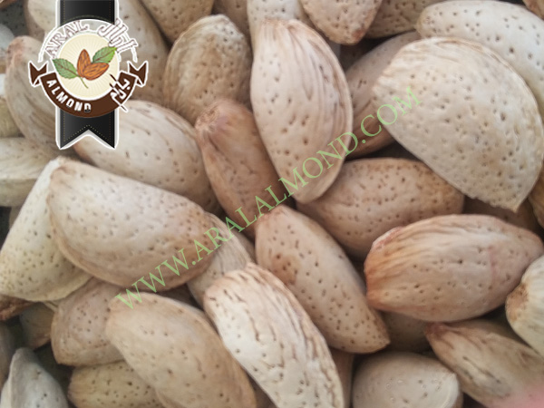 سفارش بادام مامایی ایران