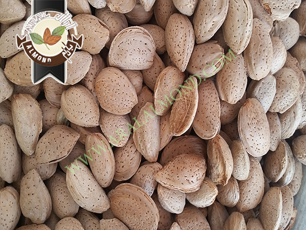 سفارش بادام سنگی با کیفیت سامان