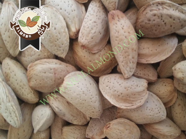 صادرات مغز بادام مامایی به هند