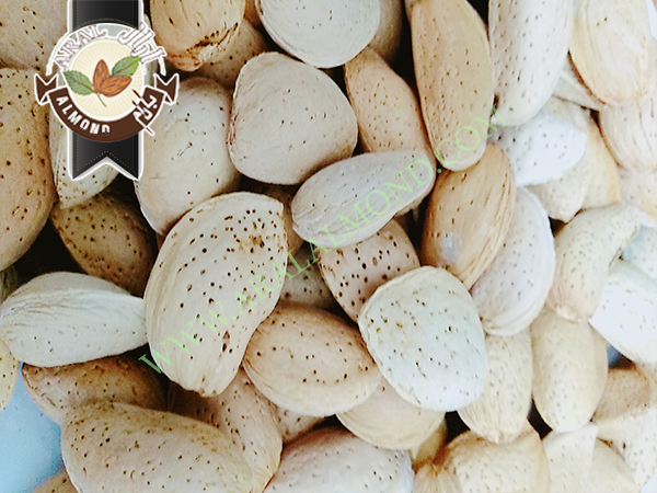 خرید و فروش بادام سنگی درجه یک