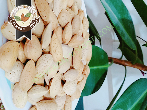 خرید و فروش بادام سنگی درجه یک