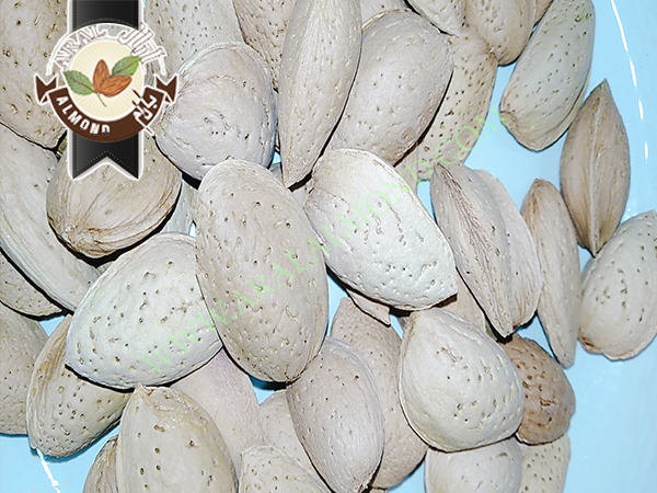 سفارش بادام سنگی با کیفیت سامان