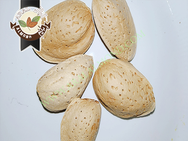 خرید و فروش بادام سنگی درجه یک