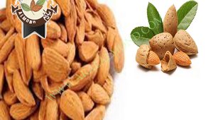 خرید مغز بادام شاهرودی ایران