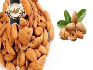 خرید مغز بادام شاهرودی ایران