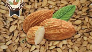 خرید و فروش بادام مامایی چهار محال و بختیاری