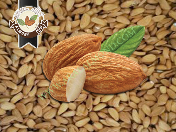 خرید و فروش بادام مامایی چهار محال و بختیاری