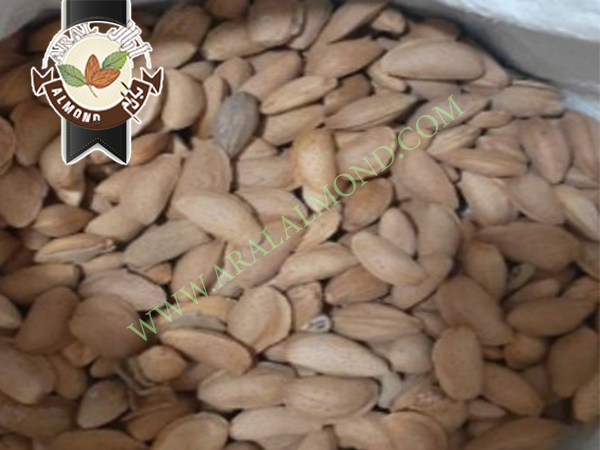 قیمت خرید بادام مامایی درجه یک