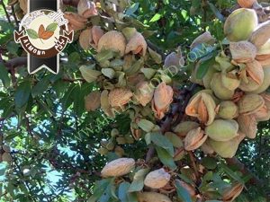 فروش بادام شاهرودی با پوست به صورت عمده