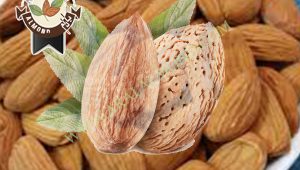 خرید و صادرات بادام مامایی به صورت اینترنتی