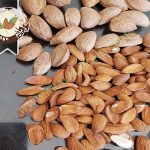 صادرات بادام مامایی به کشور هند
