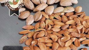 صادرات بادام مامایی به کشور هند