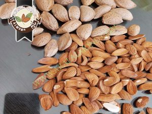 صادرات بادام مامایی به کشور هند