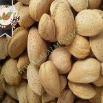 تولید انبوه مغز بادام تلخ برای روغن گیری