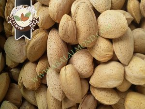 تولید انبوه مغز بادام تلخ برای روغن گیری