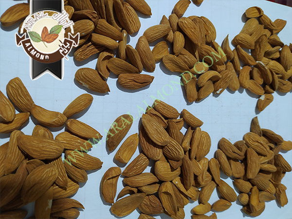خرید و فروش بادام مامایی درجه یک سامان