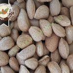 تولید فله ای بادام تلخ برای روغن گیری
