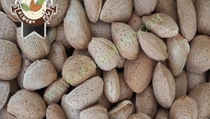 تولید فله ای بادام تلخ برای روغن گیری