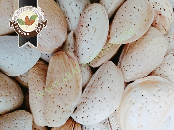 صادرات بادام تلخ درجه یک