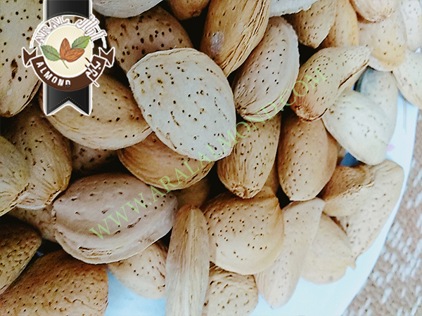 کارخانه تولید بادام تلخ سامان