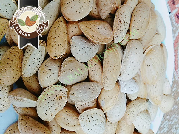 فروش بادام سنگی با کیفیت در ایران