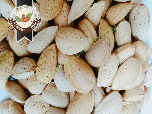 فروش انواع بادام درختی با کیفیت