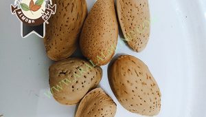 فروش و صادرات بادام مامایی مرغوب اصفهان