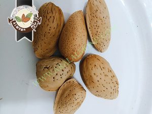 فروش و صادرات بادام مامایی مرغوب اصفهان
