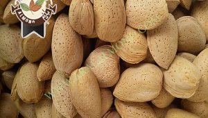 صادرات بادام تلخ درجه یک
