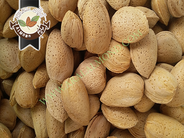 صادرات بادام تلخ درجه یک