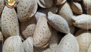 برترین خاصیت های بادام سفید کدام اند؟