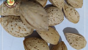 خرید بادام منقا خارجی با قیمت مناسب