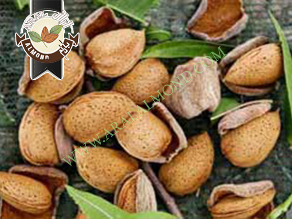 خرید مغز بادام ربیع درجه یک