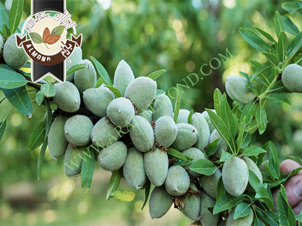 خرید مغز بادام ربیع درجه یک