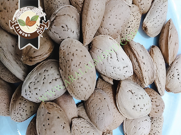 خرید و فروش بادام درختی سامان