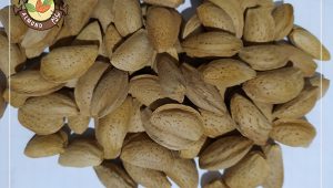 فروش بادام مامایی شهرکرد به صورت عمده و خرد