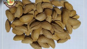 قیمت بادام مامایی اصفهان جهت خرید