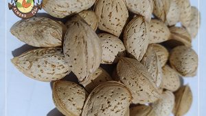 قیمت بادام سفید درجه یک سامان