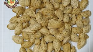 قیمت بادام محب چهارمحال و بختیاری