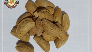 قیمت بادام مامایی شهرکرد برای فروش عمده