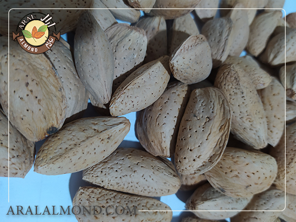 معرفی بادام مامایی صادراتی